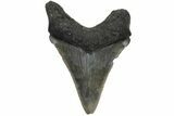Serrated, Juvenile Megalodon Tooth - North Carolina #210140-1
